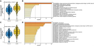 Langerin-expressing dendritic cells in pulmonary immune-related diseases
